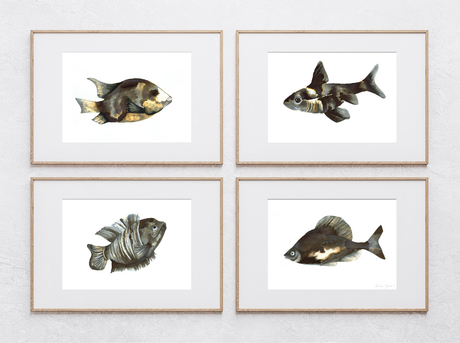 Fish Study Series